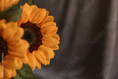sunflower on dark background
