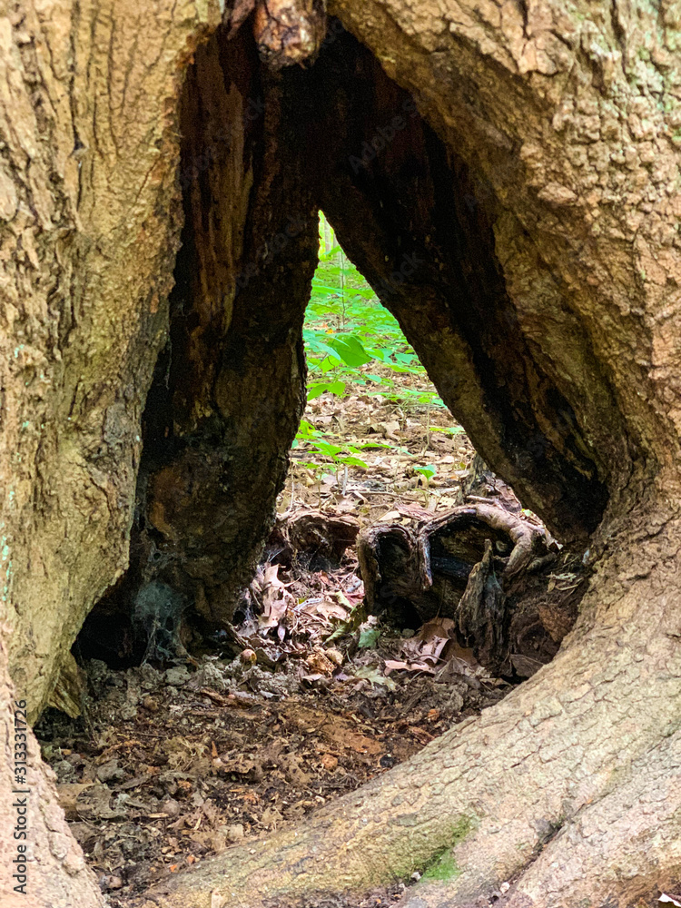 hole in tree in forest