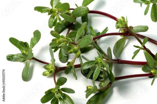 purslane plant or Portulaca, one of herbs that can used fo medical purpose as medicine. Shoot on a white isolated background. photo