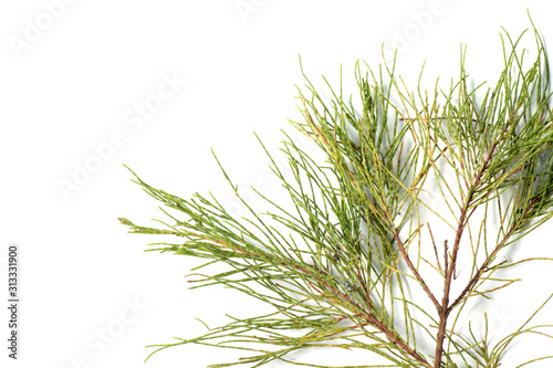 Casuarina equisetifolia leafs, one of kind pine trees. Shoot on a white isolated backgound.
