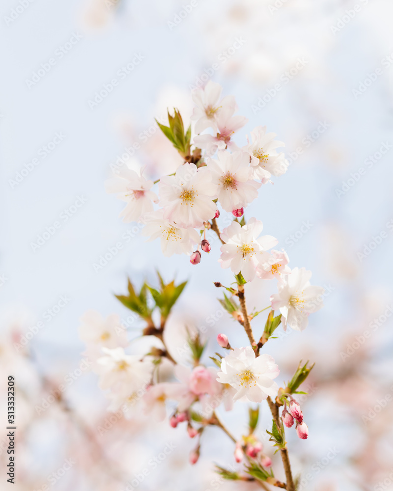 Beautiful Cherry Blossoms Against Blue Sky On A Sunny Spring Day
