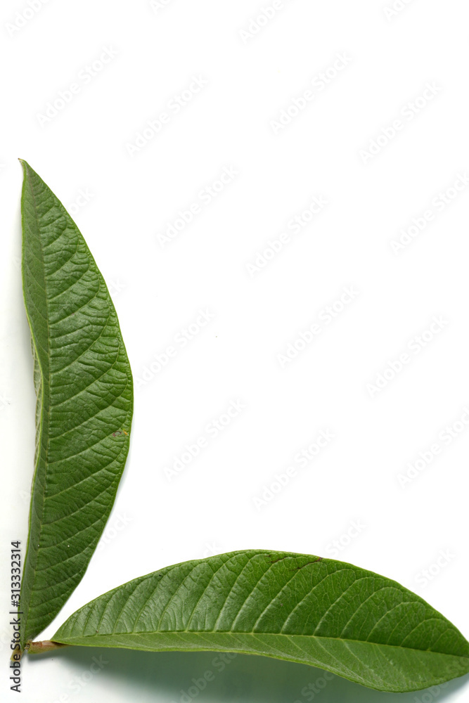 Obraz premium Guava / psidium guajava leafs on a white isolated background