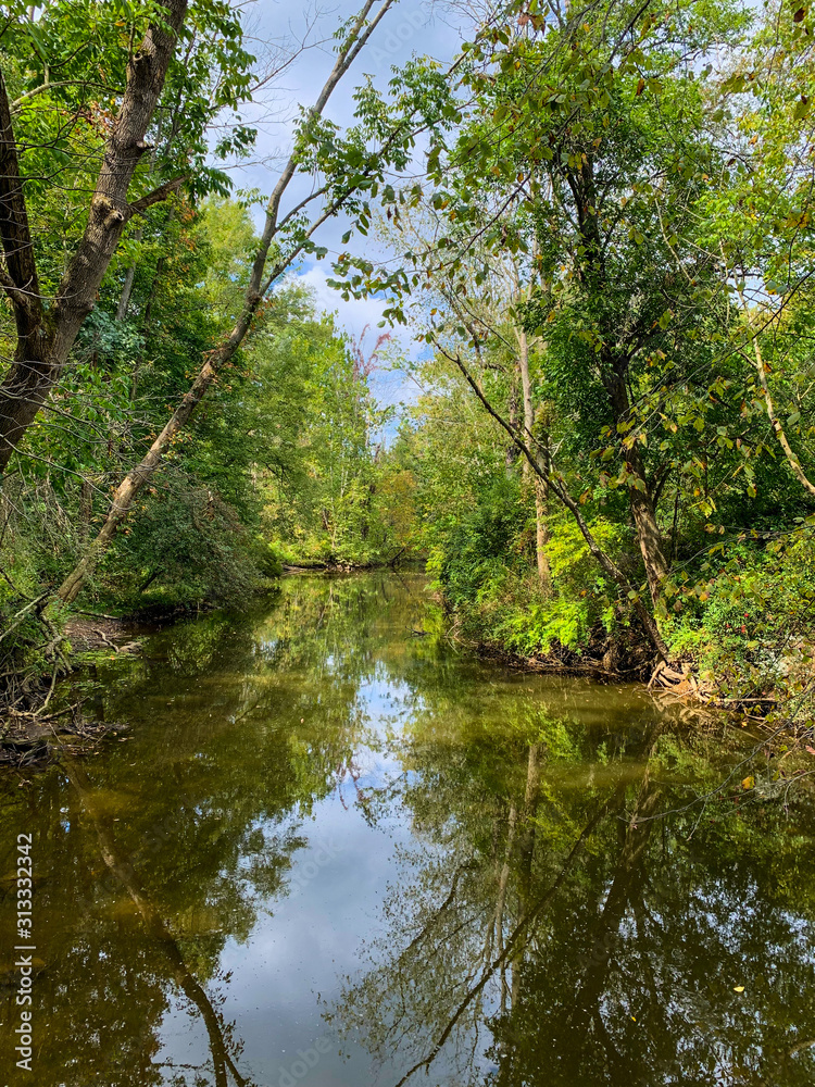 river in forest