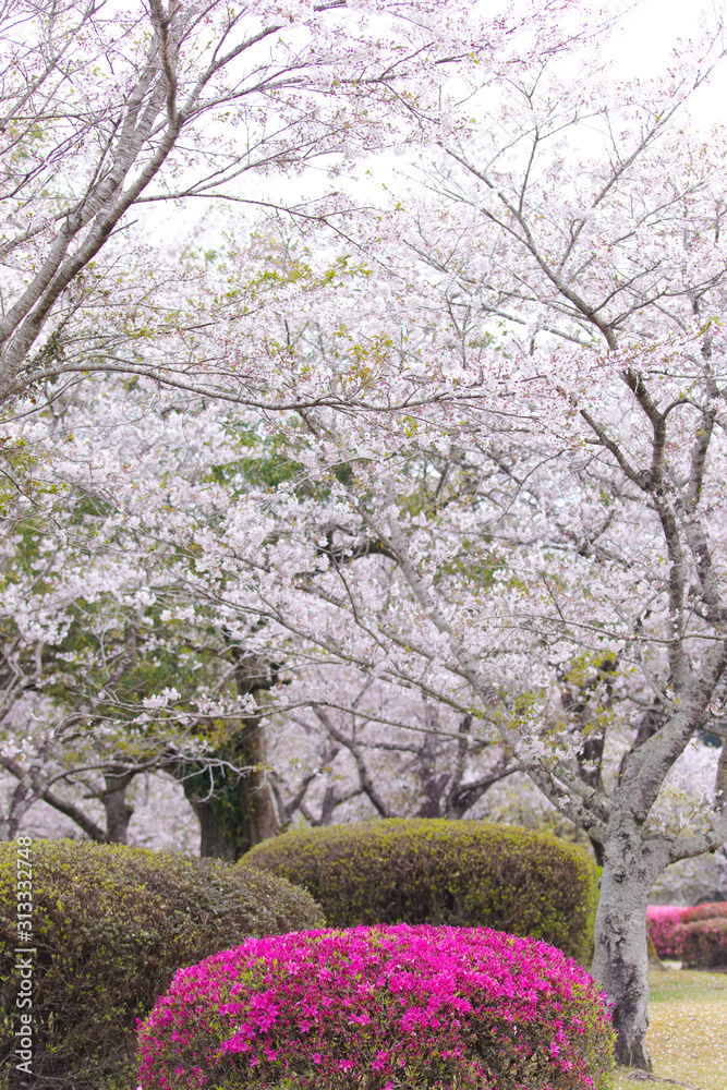 Obraz premium 都城観音池公園の桜とツツジ
