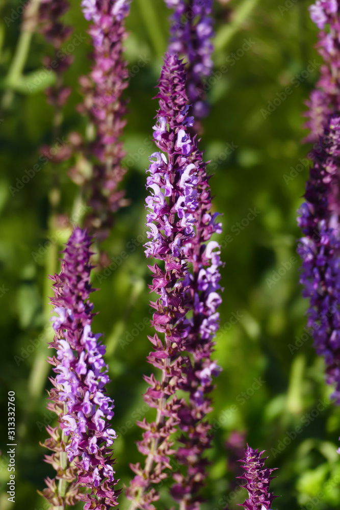 Betonie Blüte in Lila auf eine Wiese Betonie Blüte in Lila auf eine Wiese