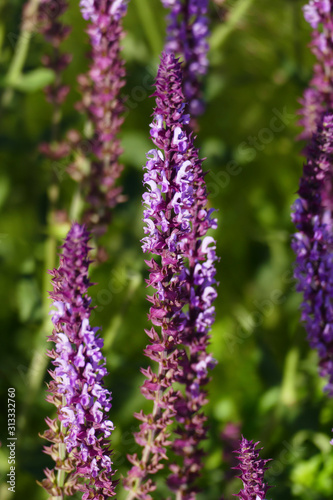 Betonie Blüte in Lila auf eine Wiese photo