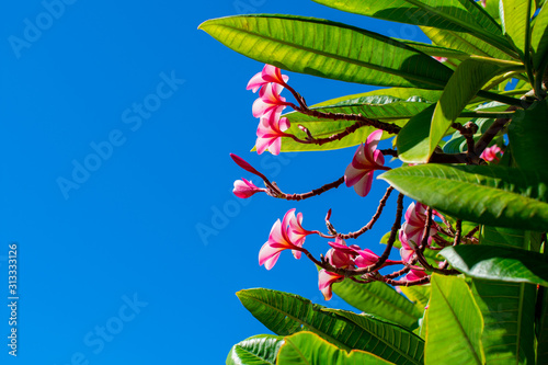 Beautiful pink plumerias blooming on a tree are backlit by the sun and stand out against a vivid blue sky.