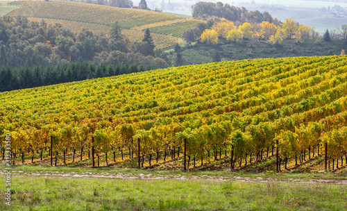 A view over an Oregon vineyard turning gold for fall, with a golden hill and trees in the background.