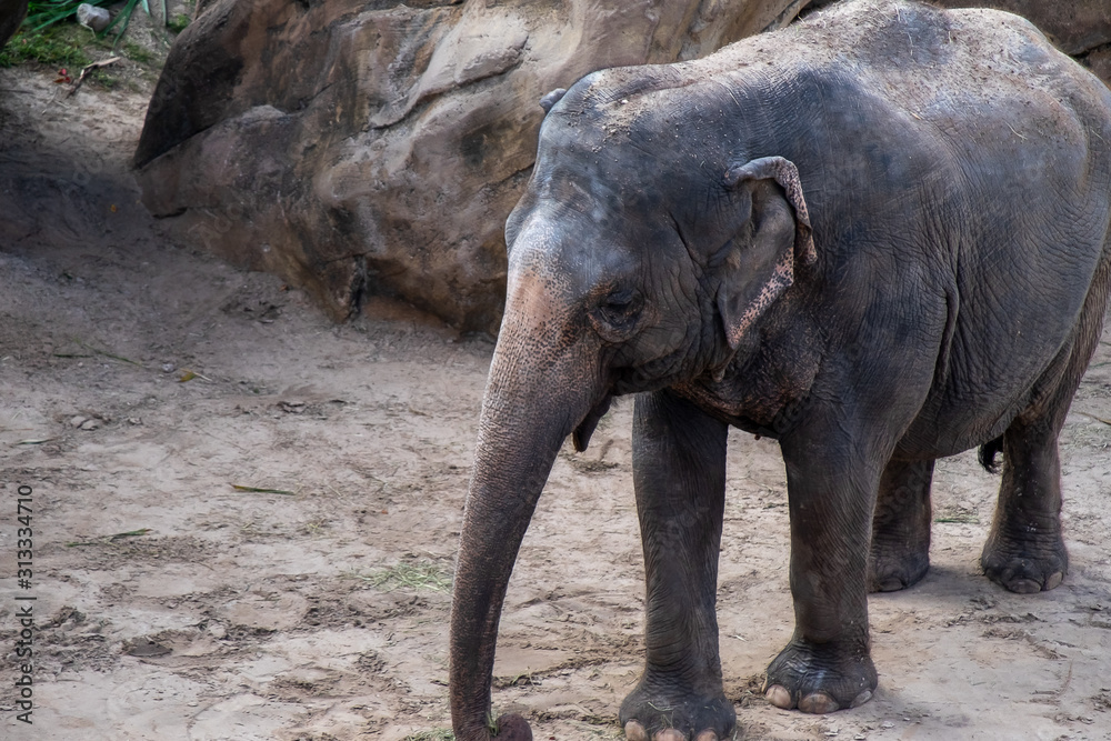 An adult elephant, mammal, standing on sand with a large rock and foliage in the background. The long trunk is hanging down, it has large ear flaps which are tucked in, no tusks and leathery skin.