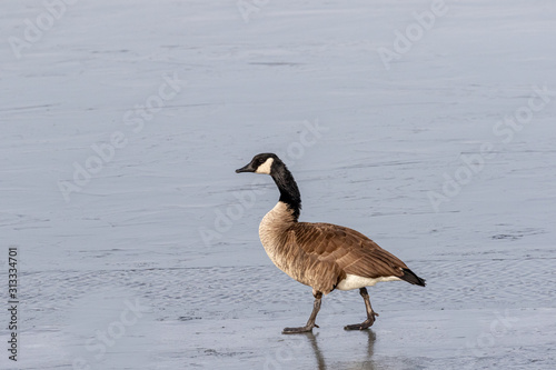 Goose on Ice