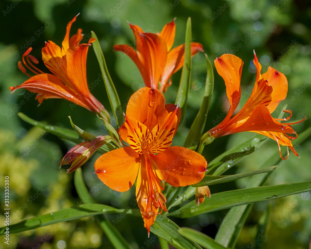 Flowers From Around the World Flowers From Around the World