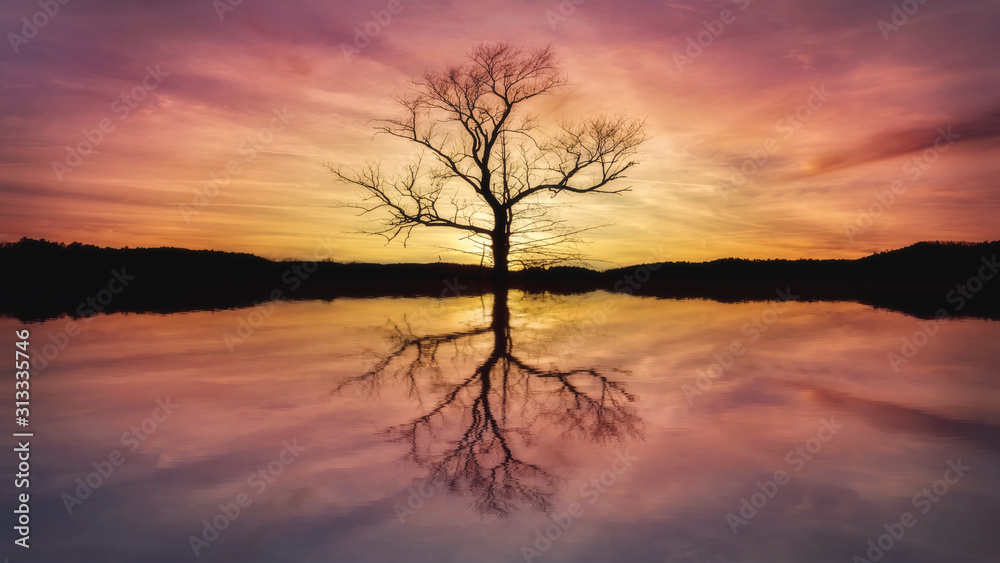 Fototapeta premium tree sunset