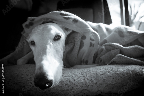 White greyhound breed dog