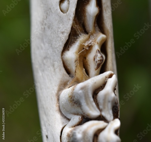 Close up view of young elk teeth in a skeletal jawbone. Wear patterns on molar teeth visible. 