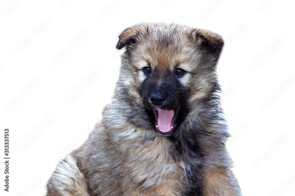 Small furry puppy on a white background with an open mouth and a pink tongue. gray cute shaggy young dog. Isolated