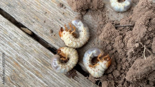 The larva of important pest of plant, grub of May beetle Common Cockchafer or May Bug Melolontha melolontha, close up of white grubs burrowing into the soil