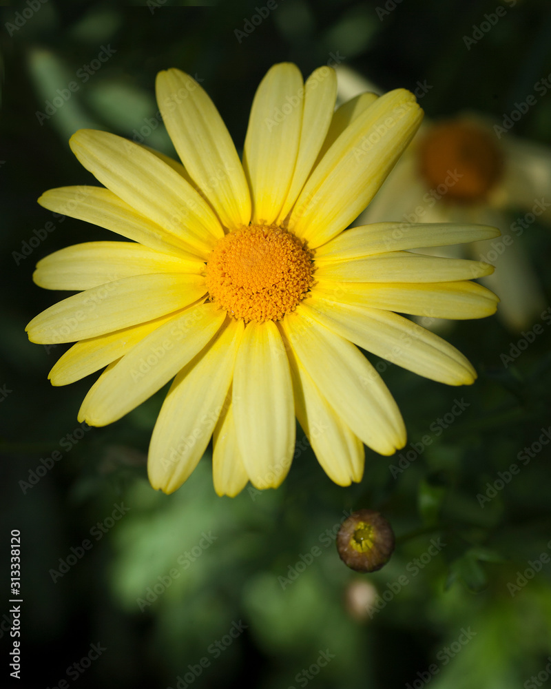 Flowers From Around the World Flowers From Around the World