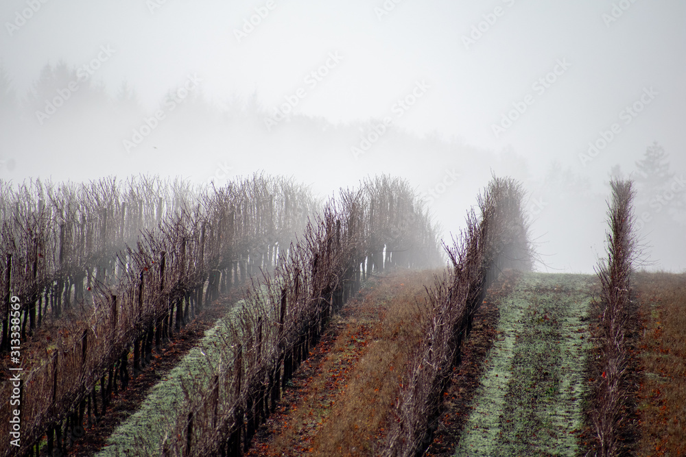 Bare vines bristle into soft fog as they curve over a hill, fog softening edges and blurring the background.