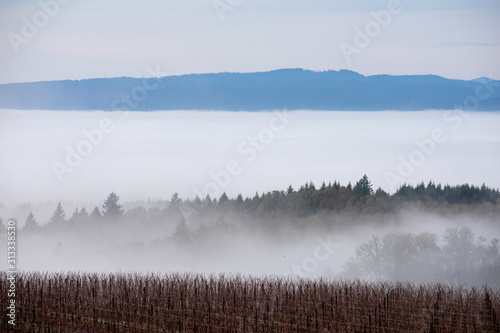 A cloud bank forms a white band behind a tree covered hill, blue hills behind and a winter Oregon vineyard in front. © Jennifer L Morrow