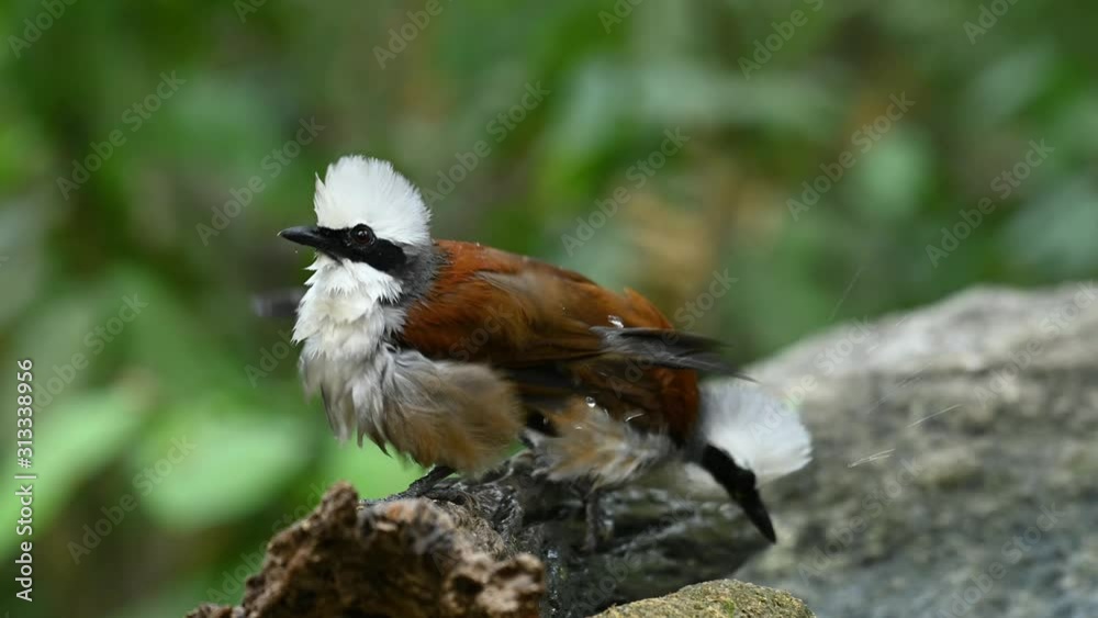 White-crested Laughingthrush, Garrulax leucolophus, perched on a wet log as it looks around curiously and the other bird jumped into the water then returns to fly away.