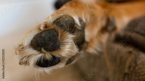 Dog Paw