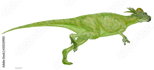 スティギモロク　この恐竜の化石は北米の白亜紀後期の地層から発見された。最大の堅頭類であるパキケファロサウルスに近似しているが、頭部の後方には長く鋭い角が目立ち、瘤だけではない。全長は2メートル程度の小型種。 © Mineo