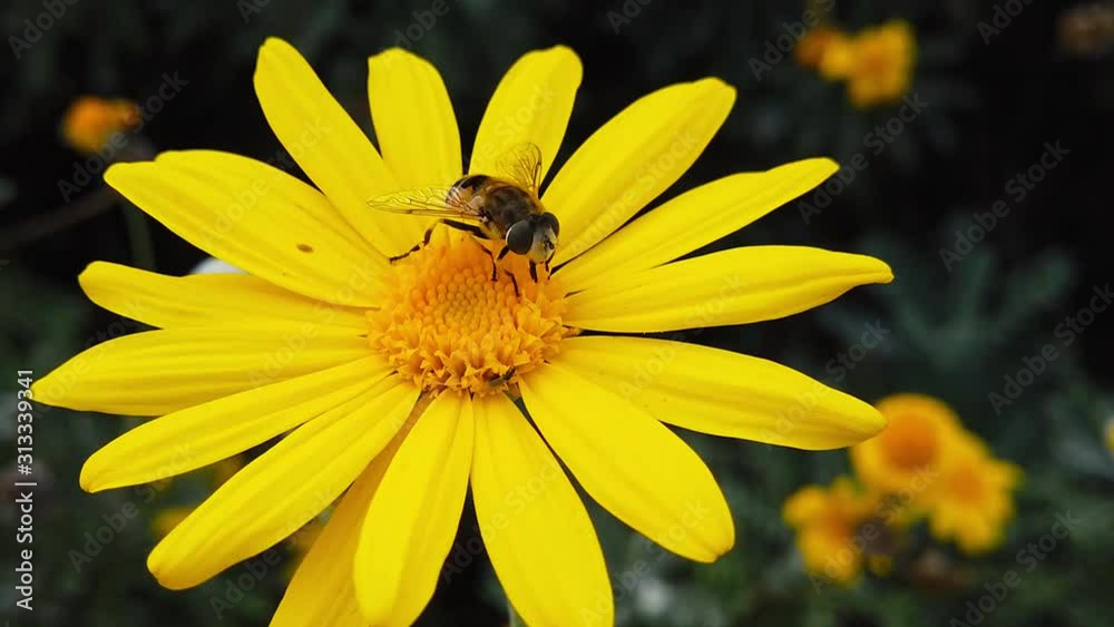 Close up video of a European Drone Fly (Eristalis Arbustorum) feeding on a golden shrub daisy. Shot at 120 fps. Close up video of a European Drone Fly (Eristalis Arbustorum) feeding on a golden shrub daisy. Shot at 120 fps.