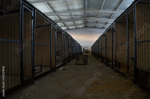 Dogs and Kernels at a Dog Shelter during Winter in Astana  Kazakhstan