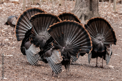 group of strutting wild turkeys