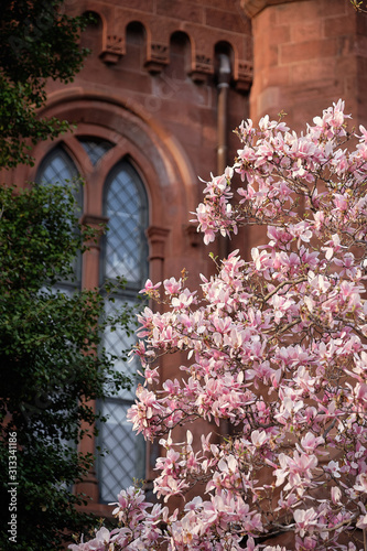 Fototapeta Naklejka Na Ścianę i Meble -  Flowering Saucer Magnolias bloom in and around Washington DC in the springtime