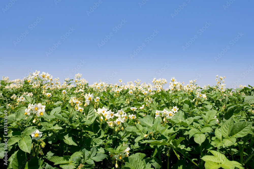 Potato plants in bloom growing in a field Potato plants in bloom growing in a field