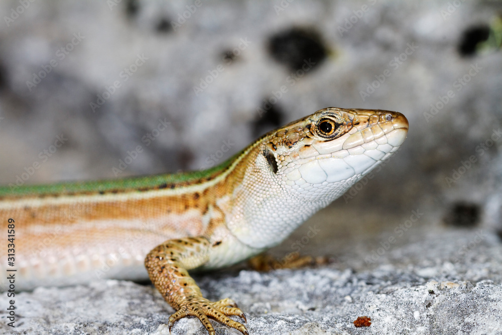 Naklejka premium Dalmatian wall lizard (Podarcis melisellensis) from Dinara mountain