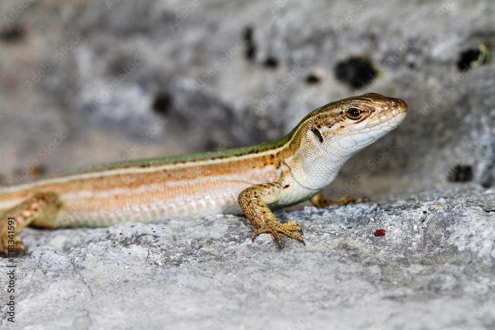 Fototapeta premium Dalmatian wall lizard (Podarcis melisellensis) from Dinara mountain