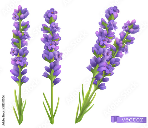 Lavender flowers. 3d vector realistic set