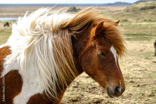 Icelandic horses and ponies in Iceland