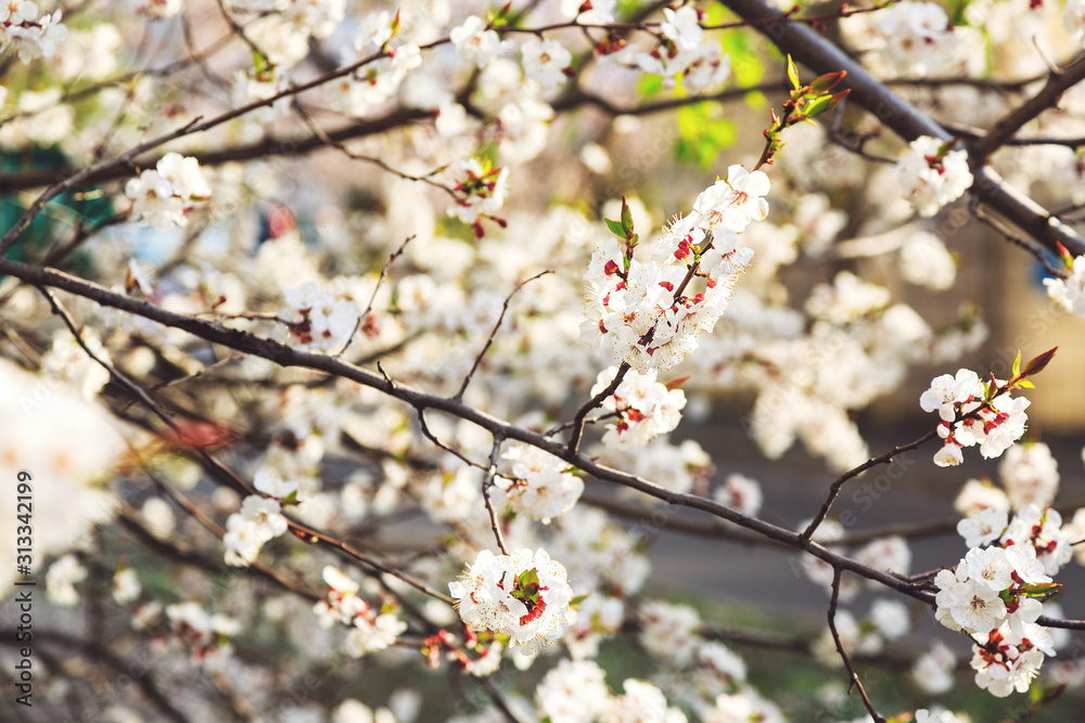 Blossoming cherry trees in spring. Sakura branches with sunlight. Nature background Blossoming cherry trees in spring. Sakura branches with sunlight. Nature background