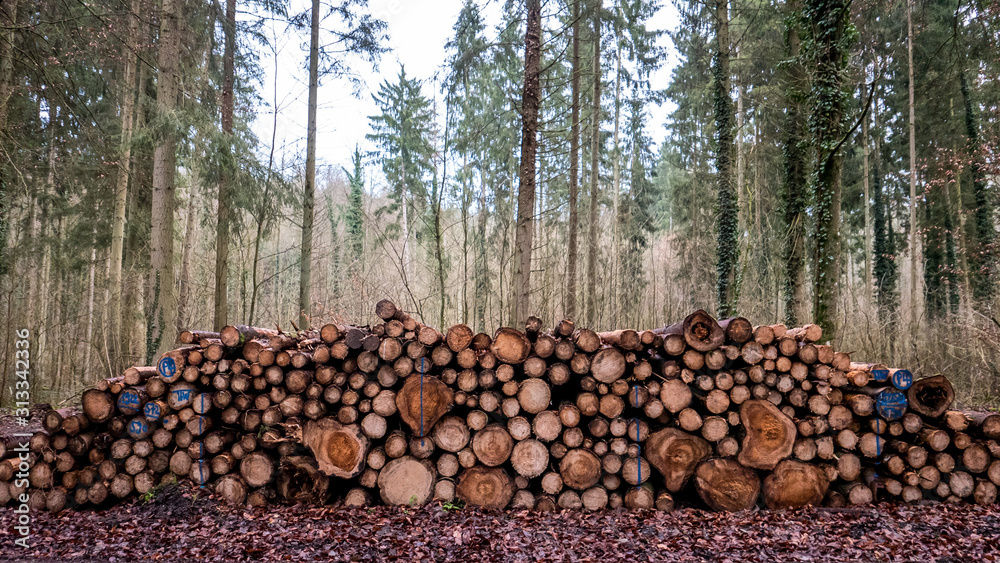 Gefällte und markierte baumstämme im Wald