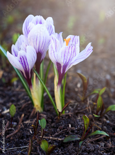 Spring nature background with flowering violet crocus in early spring. Plural crocuses in the garden with sunlight. 