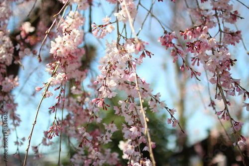 flowers in spring