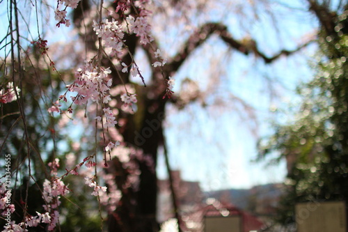 cherry blossom in spring