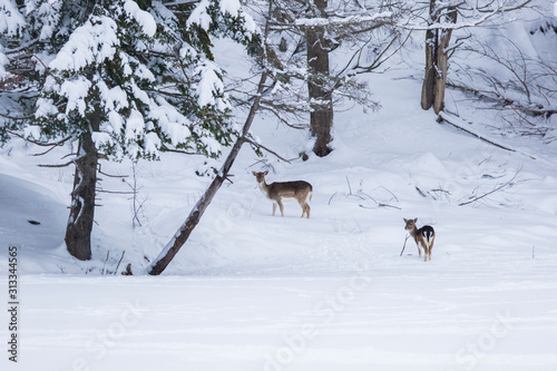 fallow deer (Dama dama) in winter