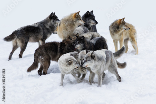 Fototapeta Wolf pack in winter