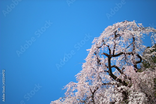 tree and blue sky