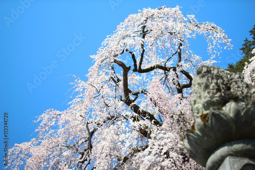 cherry blossom