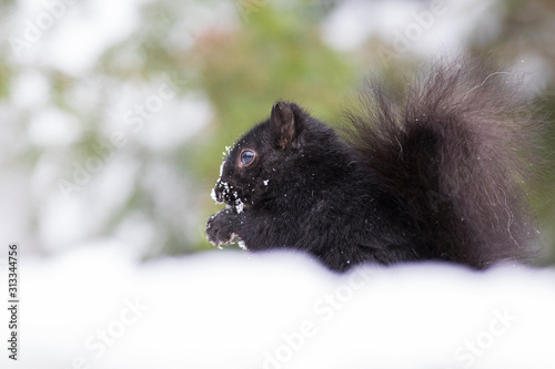 black squirrel in winter
