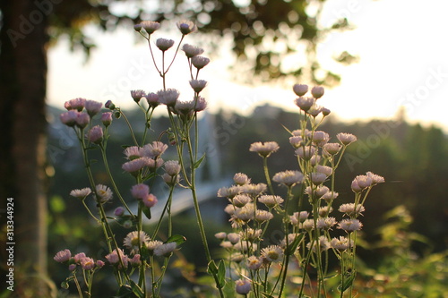flowers in the garden