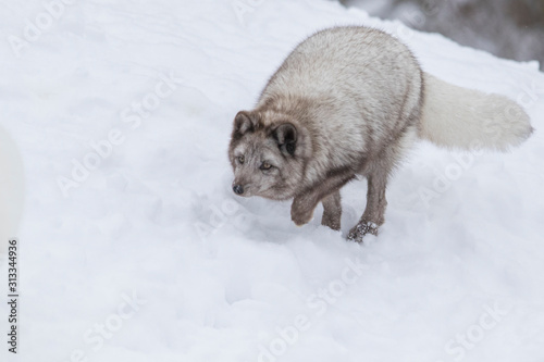 Arctic fox (Vulpes lagopus) in winter © Mircea Costina