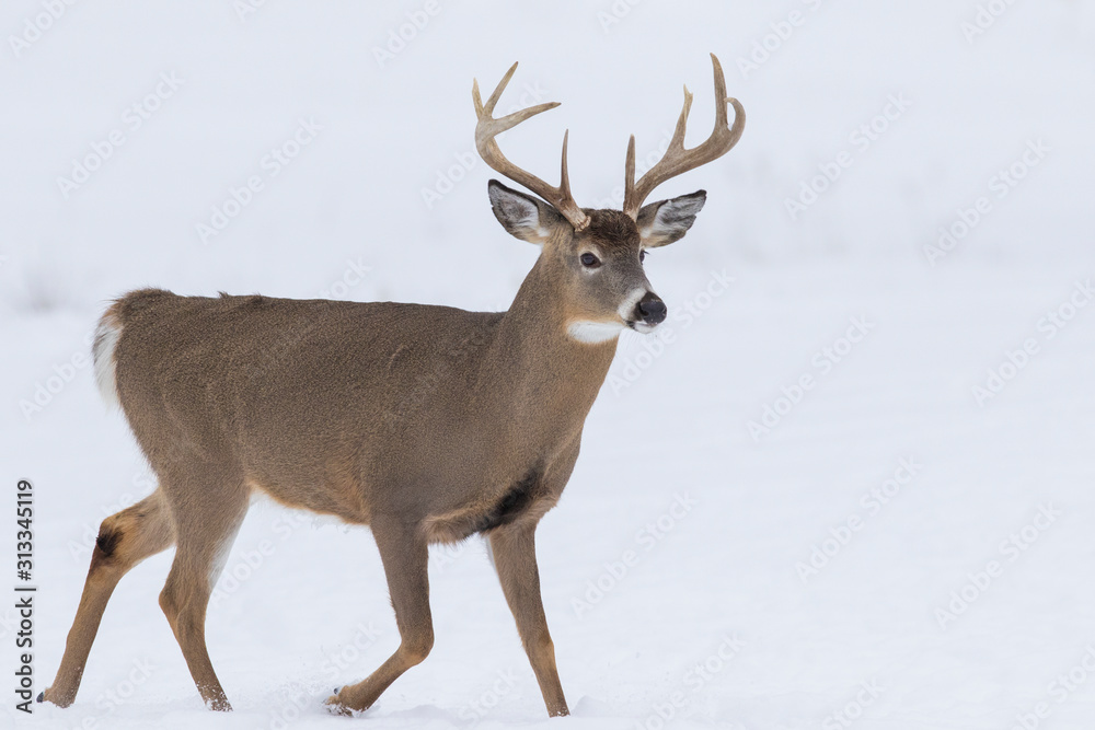 Deer Portrait, white-tailed deer (Odocoileus virginianus) male in winter