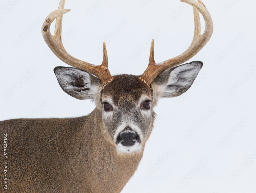 写真・グラフィック Male Deer Portrait - A4 Photo Photography Poster Deer Portrait, white-tailed deer (Odocoileus
