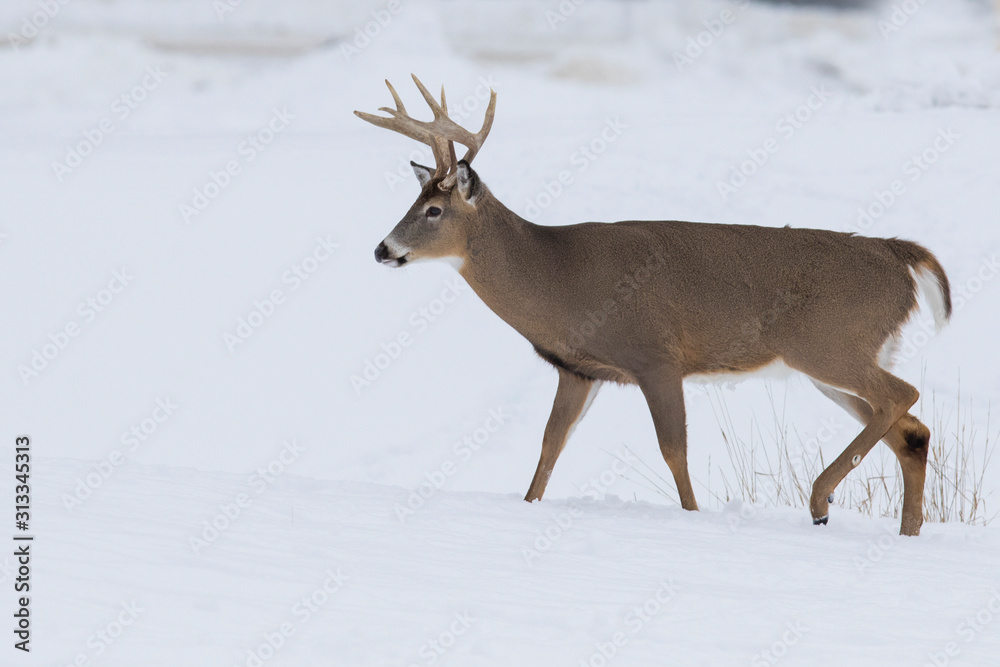 Deer Portrait, white-tailed deer (Odocoileus virginianus) male in winter Deer Portrait, white-tailed deer (Odocoileus virginianus) male in winter